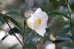 椿