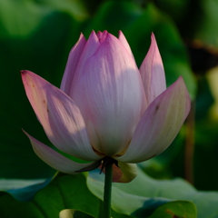 星名池
