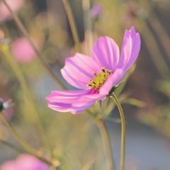 秋桜