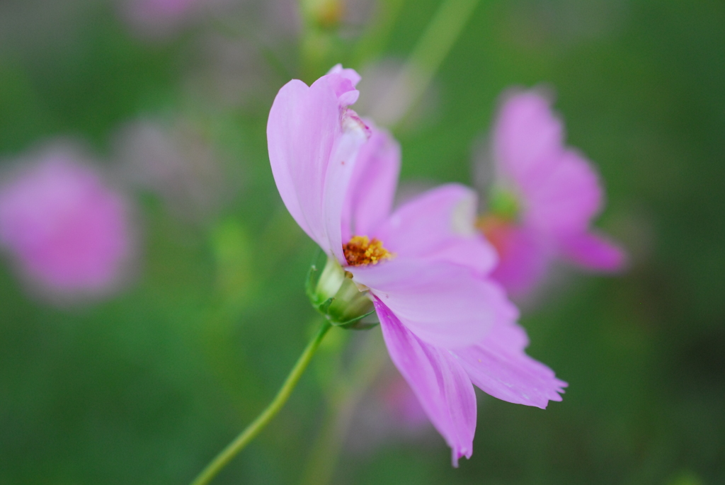秋桜