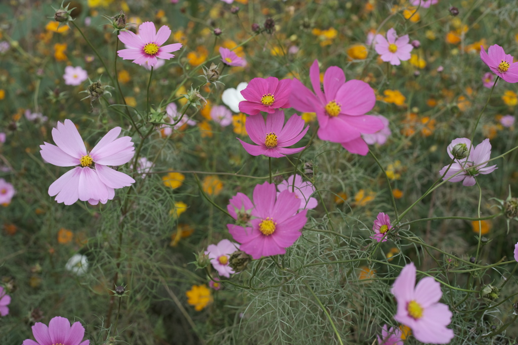 コスモス畑