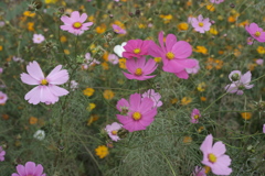 コスモス畑