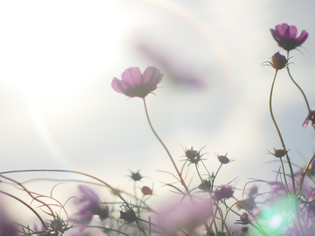 秋桜