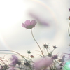 秋桜
