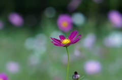 秋桜