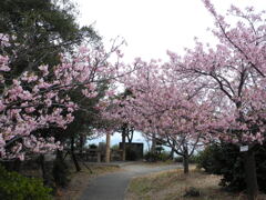 河津桜