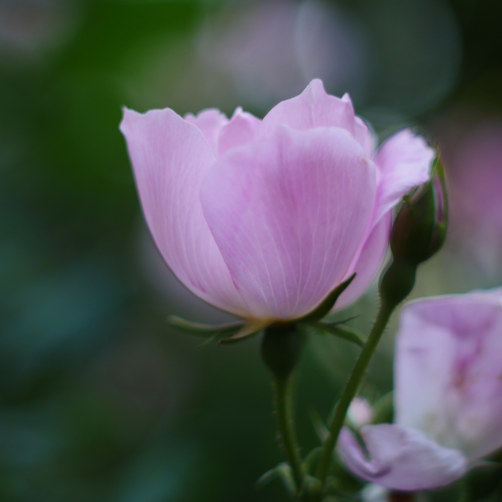 薔薇