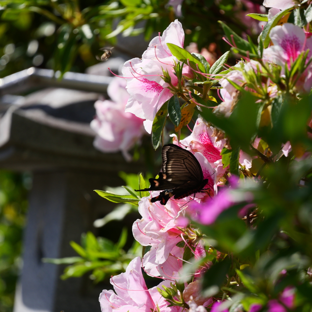 富士ヶ峰神社