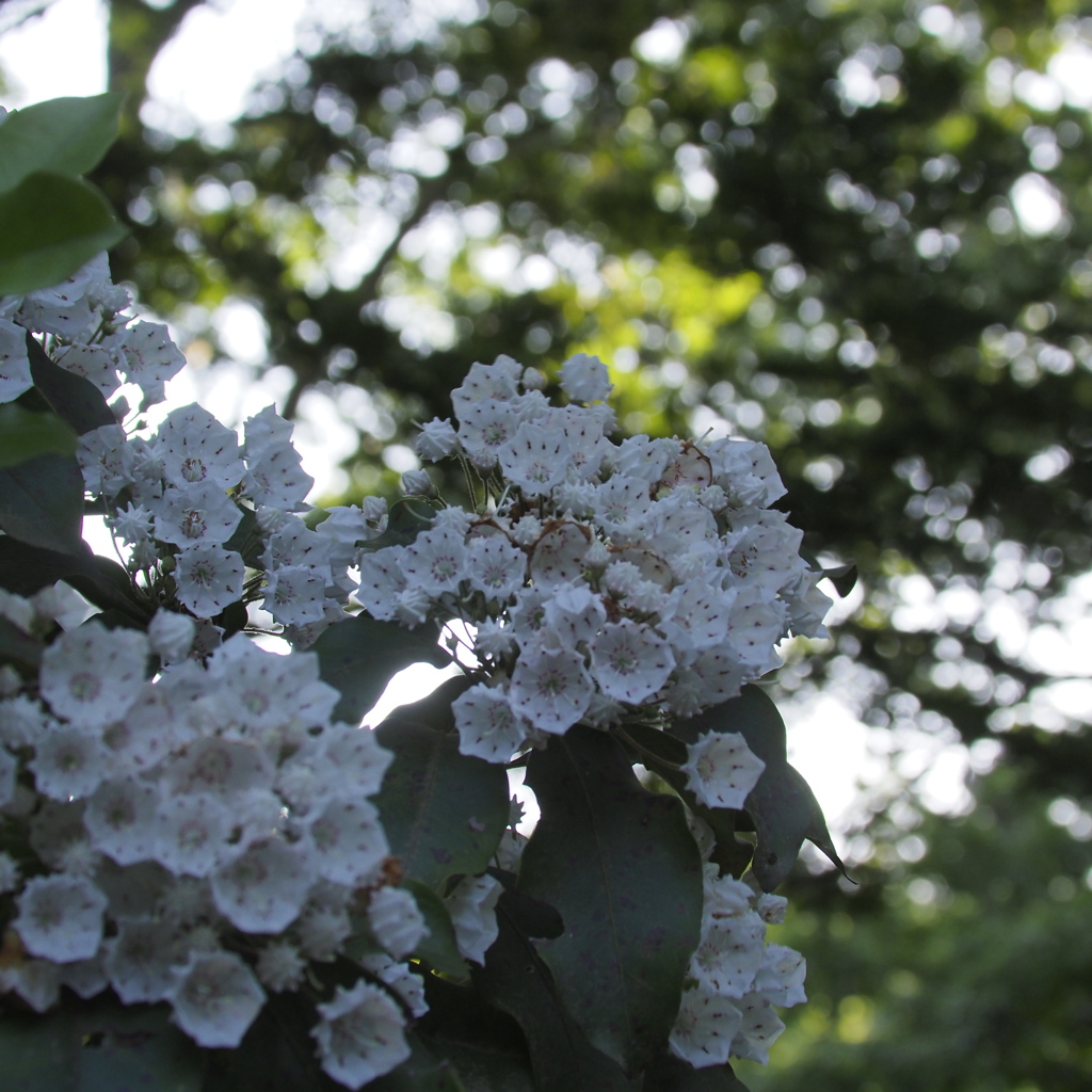 ふれあいの森