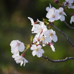 上ノ山公園