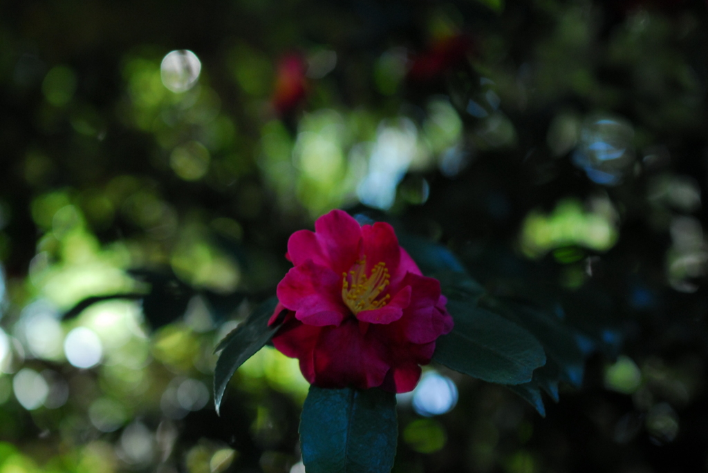 山茶花