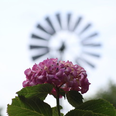 ふれあいの森