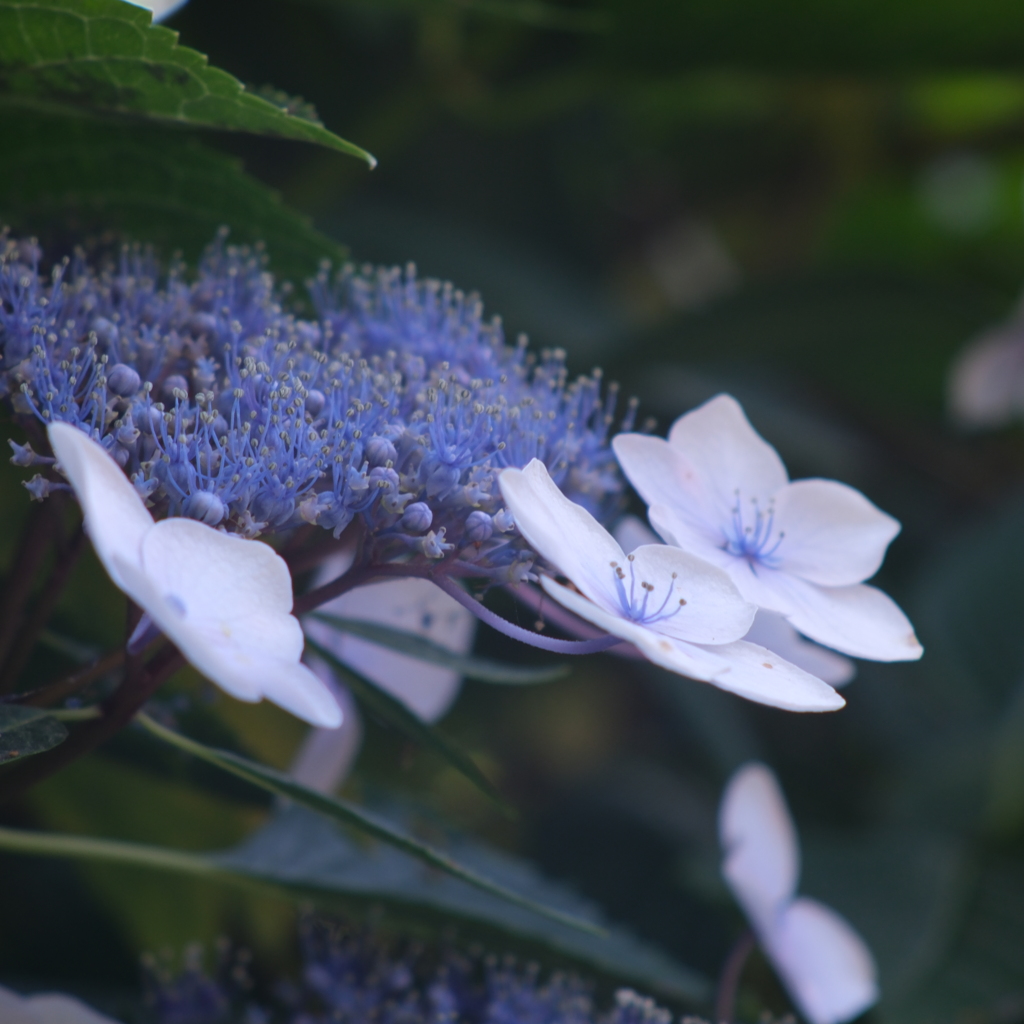 紫陽花