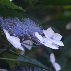 紫陽花