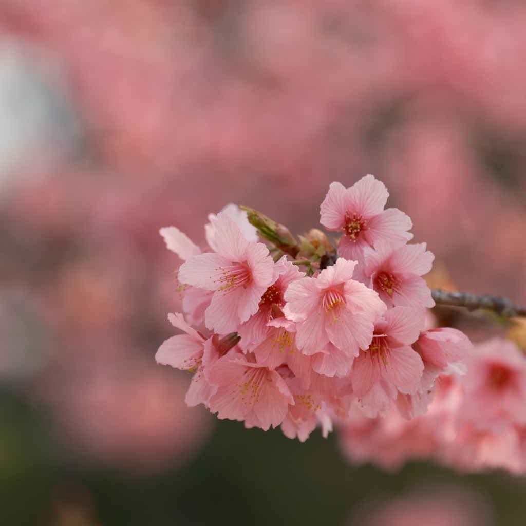 雁宿公園
