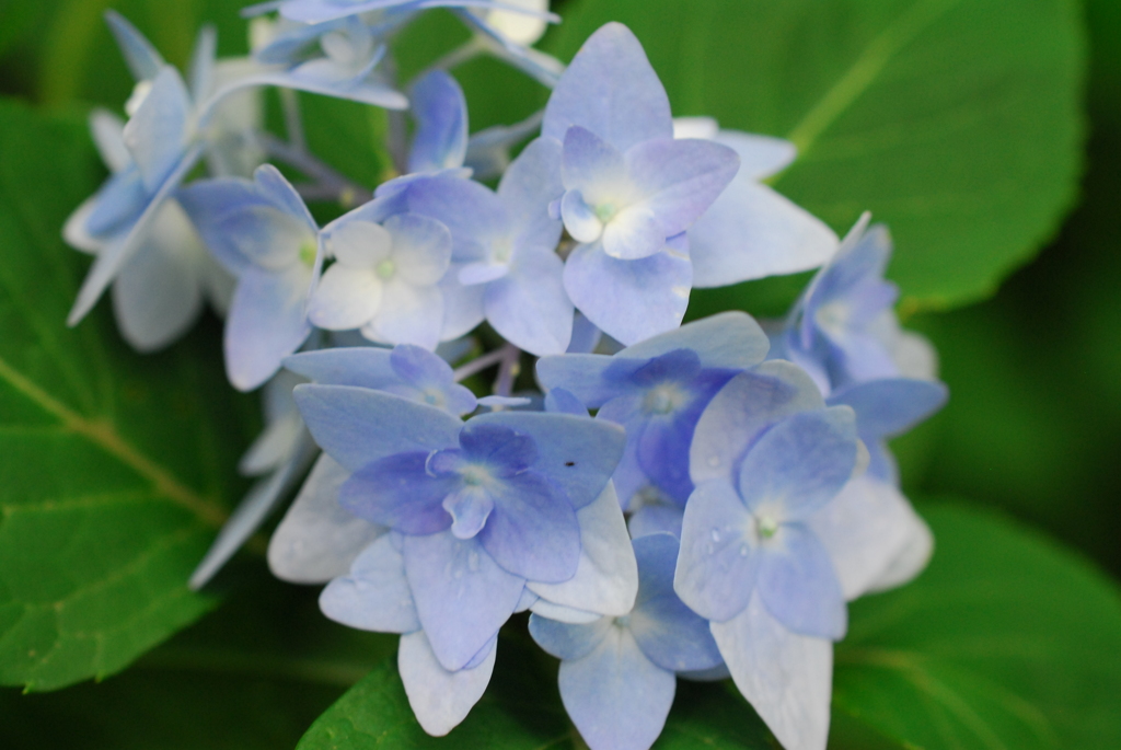 ふれあいの森