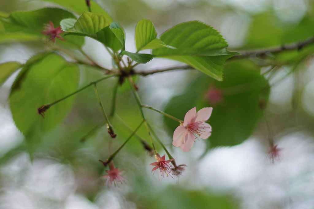 桜