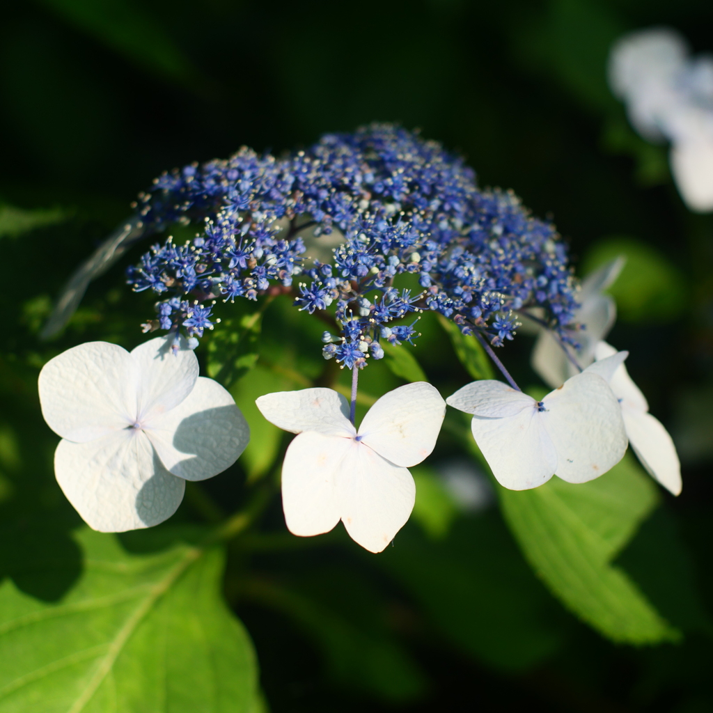 紫陽花