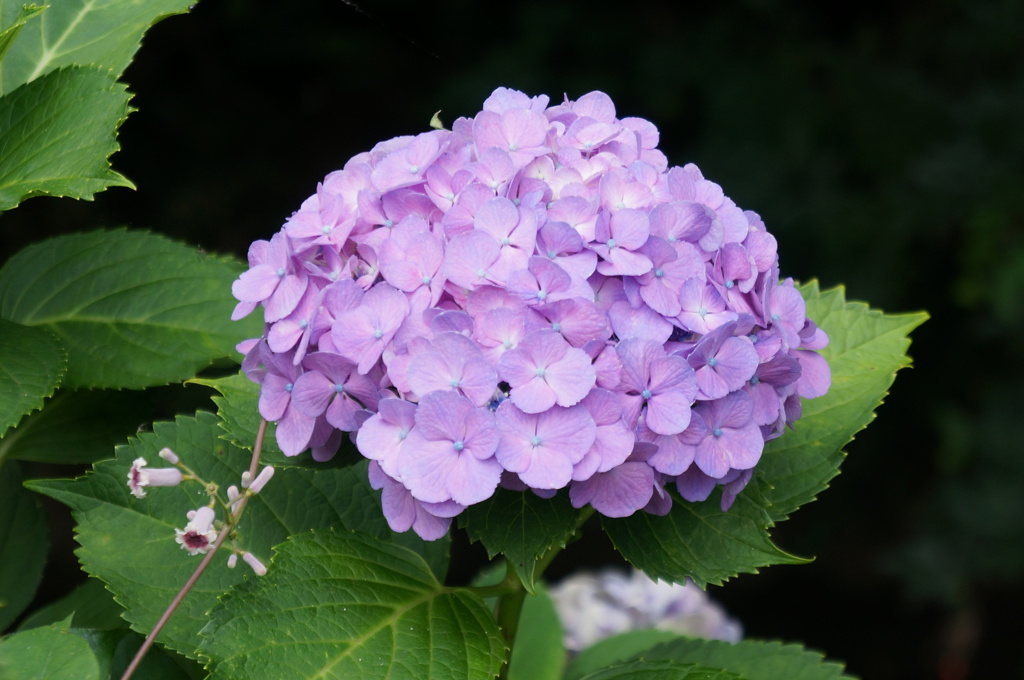 紫陽花