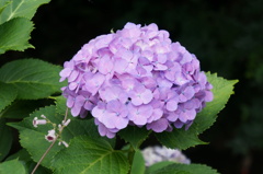 紫陽花