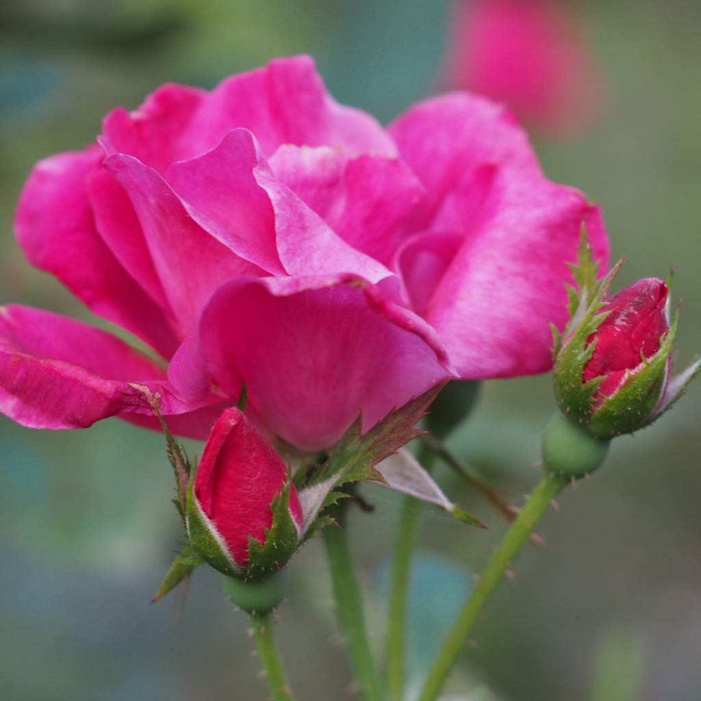 薔薇