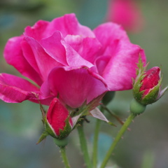 薔薇