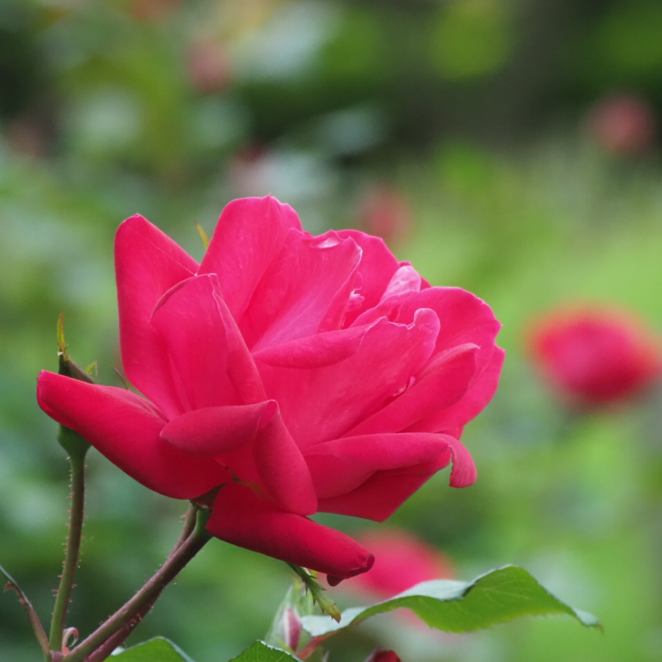 薔薇