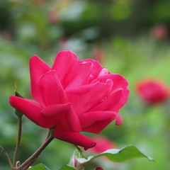 薔薇