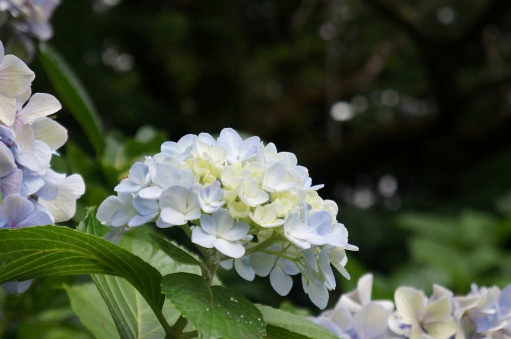 紫陽花