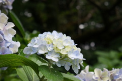紫陽花