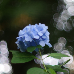紫陽花