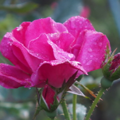 薔薇