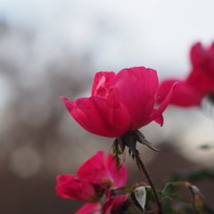 薔薇