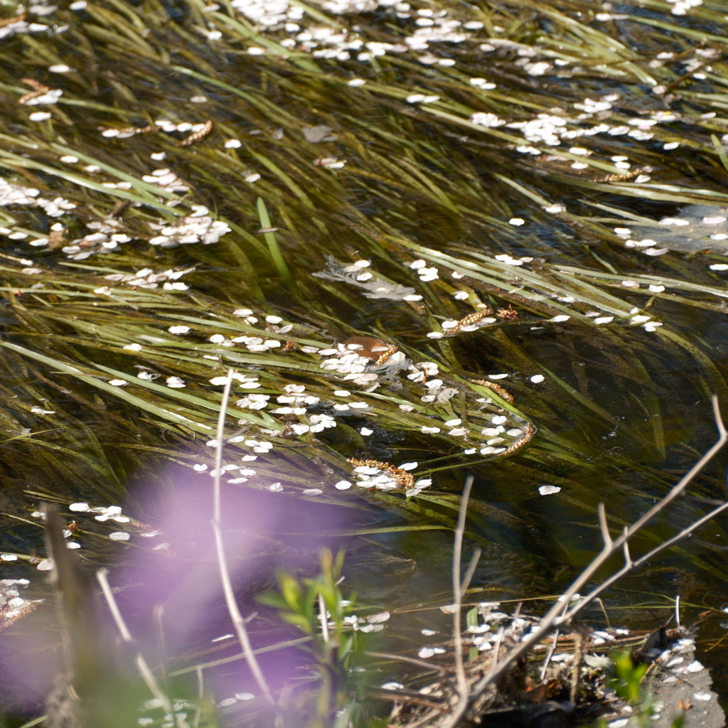 ふれあいの森