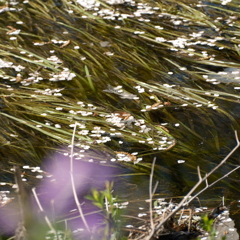 ふれあいの森