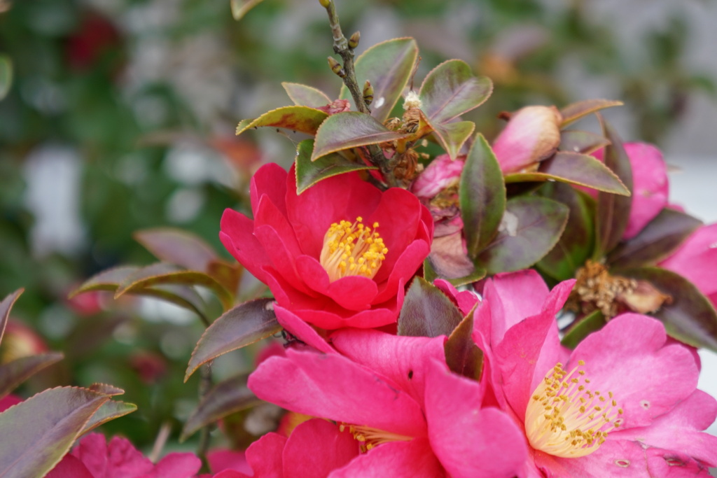 山茶花