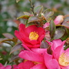 山茶花