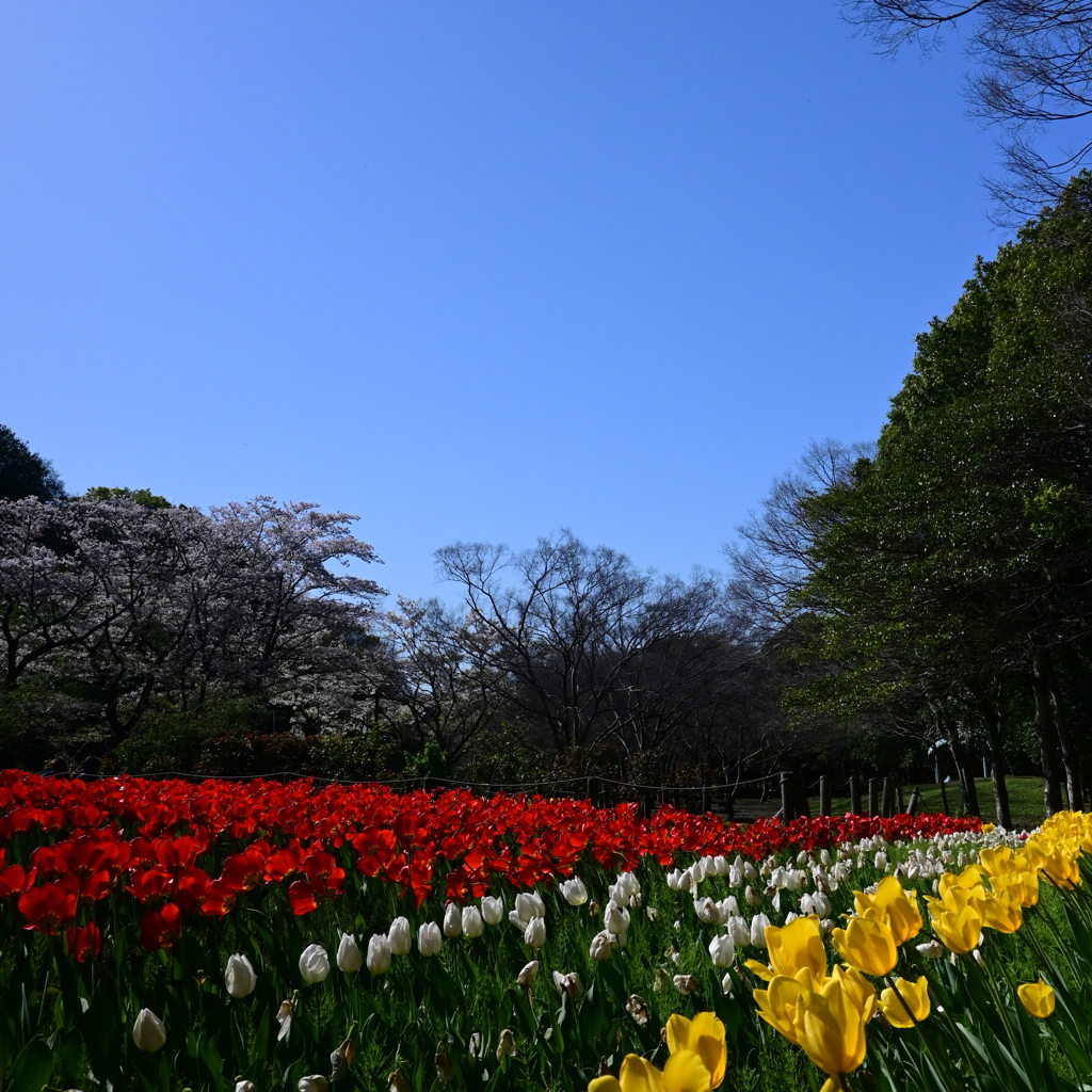 ふれあいの森