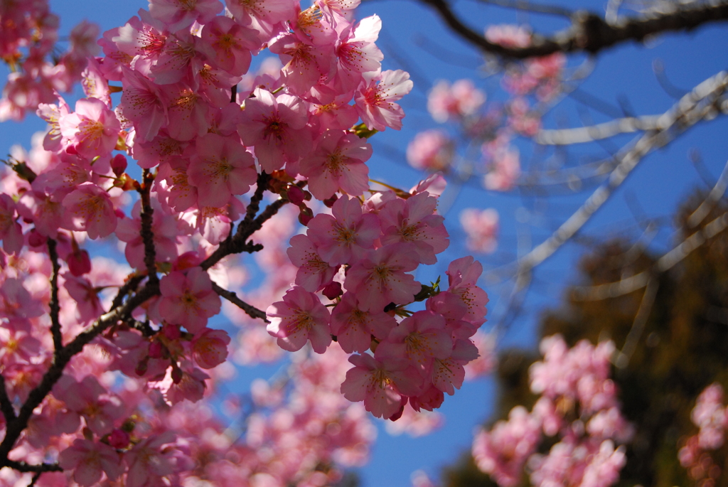 河津桜