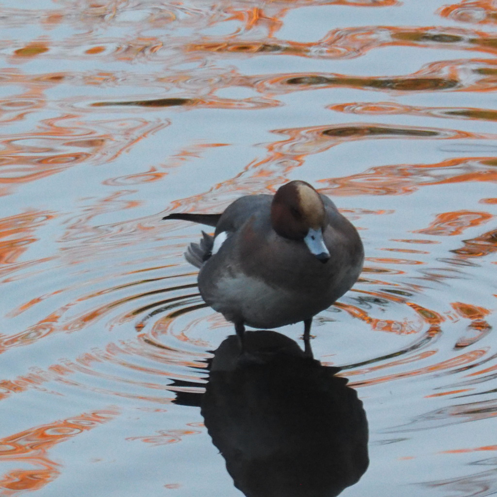 水鳥