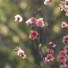 ふれあいの森