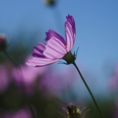 秋桜