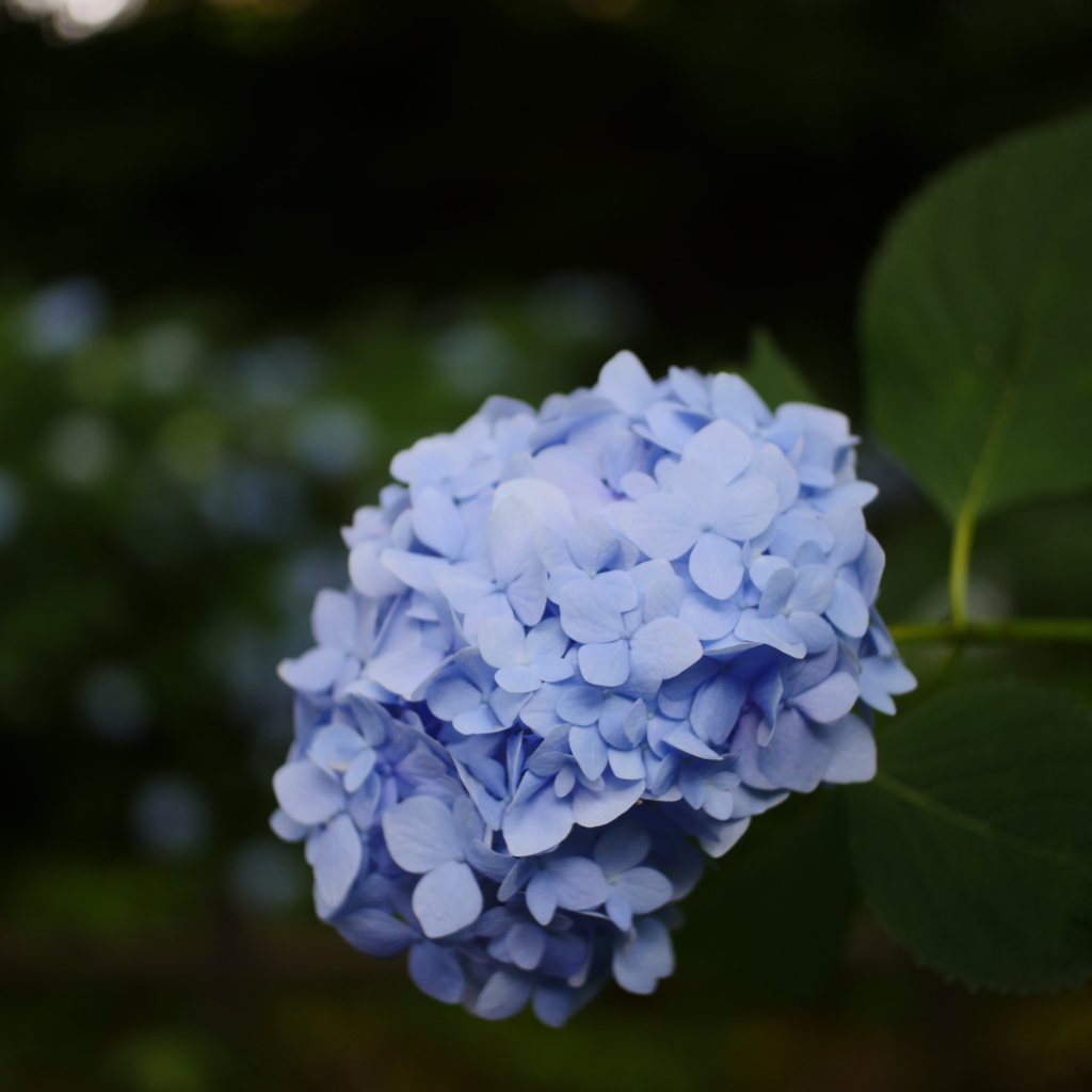 紫陽花