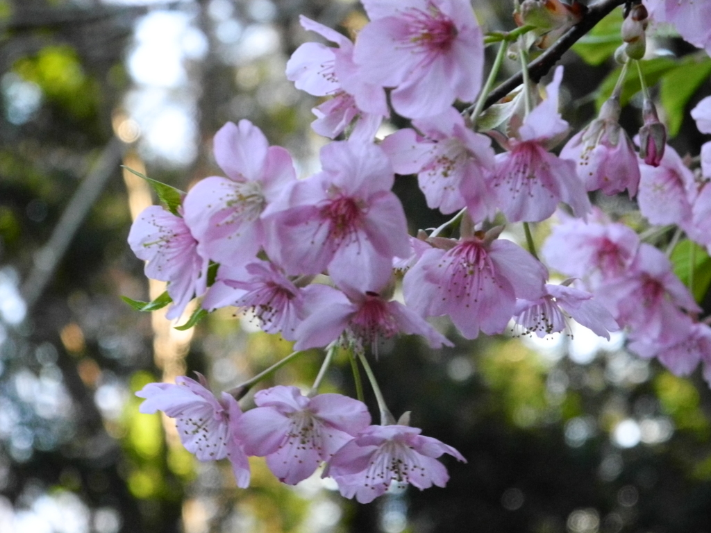 河津桜
