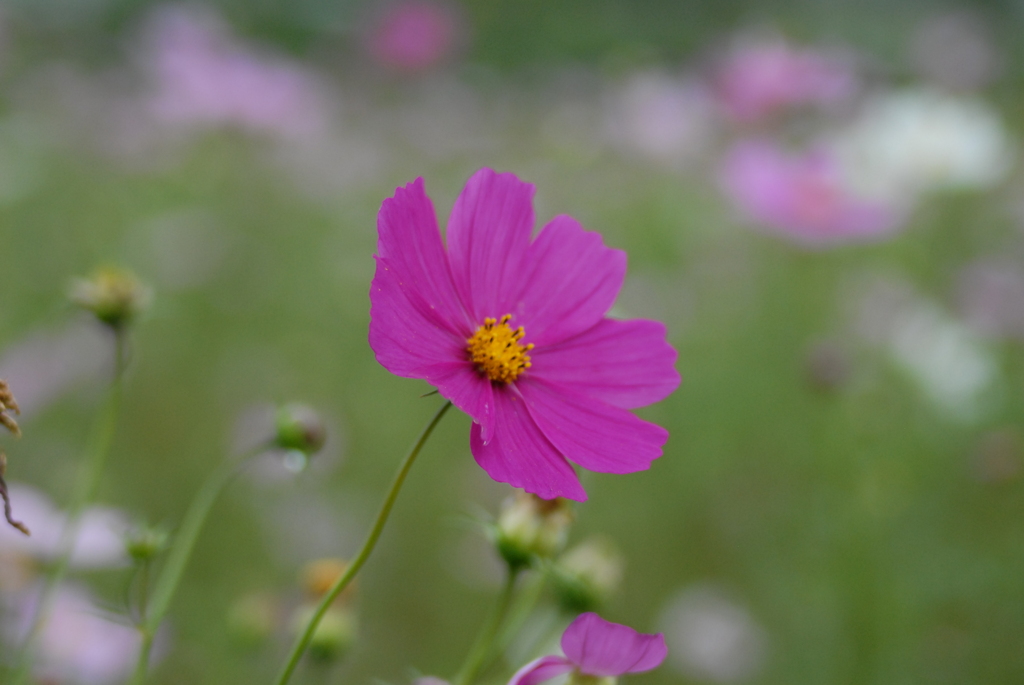 コスモス