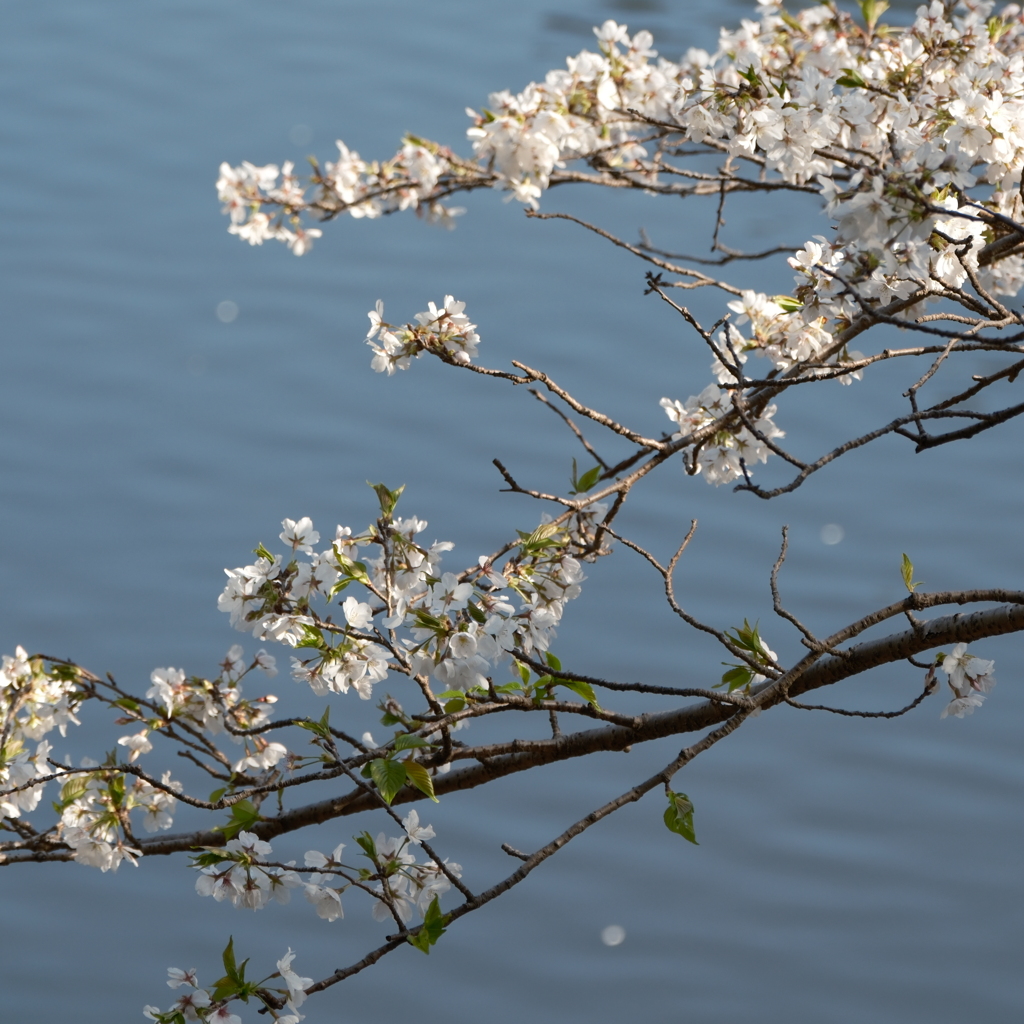 泉の森
