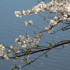 泉の森