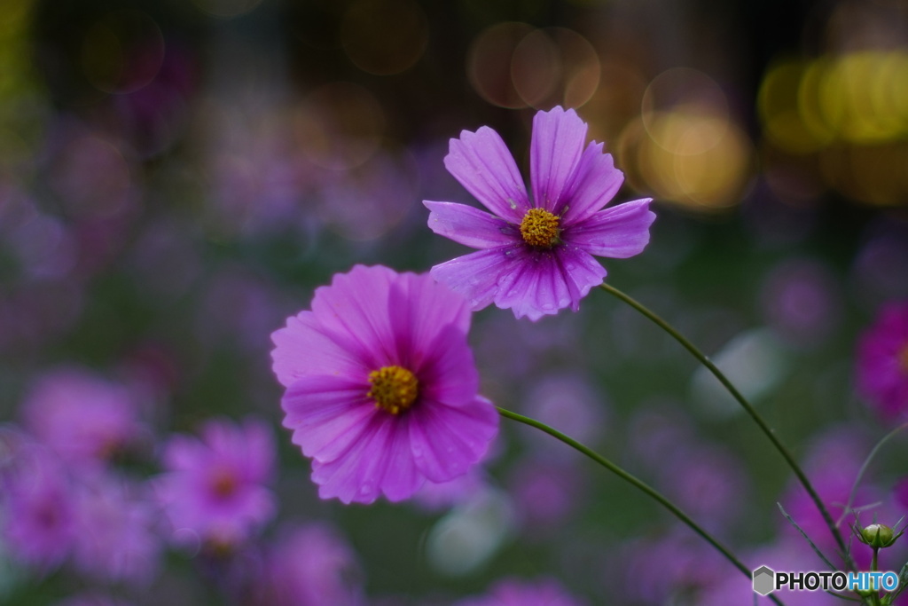秋桜