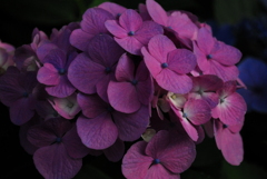紫陽花