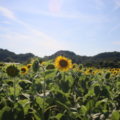 花ひろば